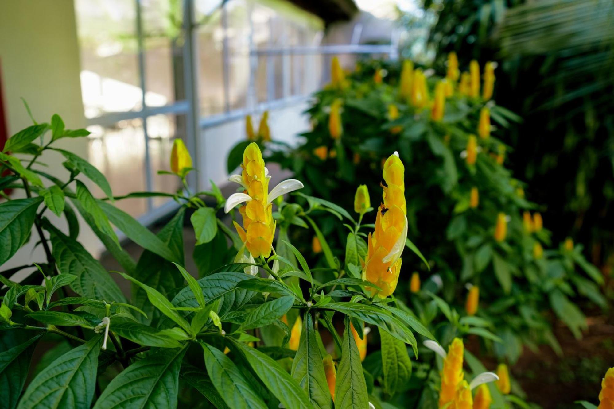 פוז דו איגואסו Velinn Hotel Natureza Foz מראה חיצוני תמונה
